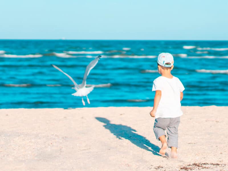 enfant-mouette-plage